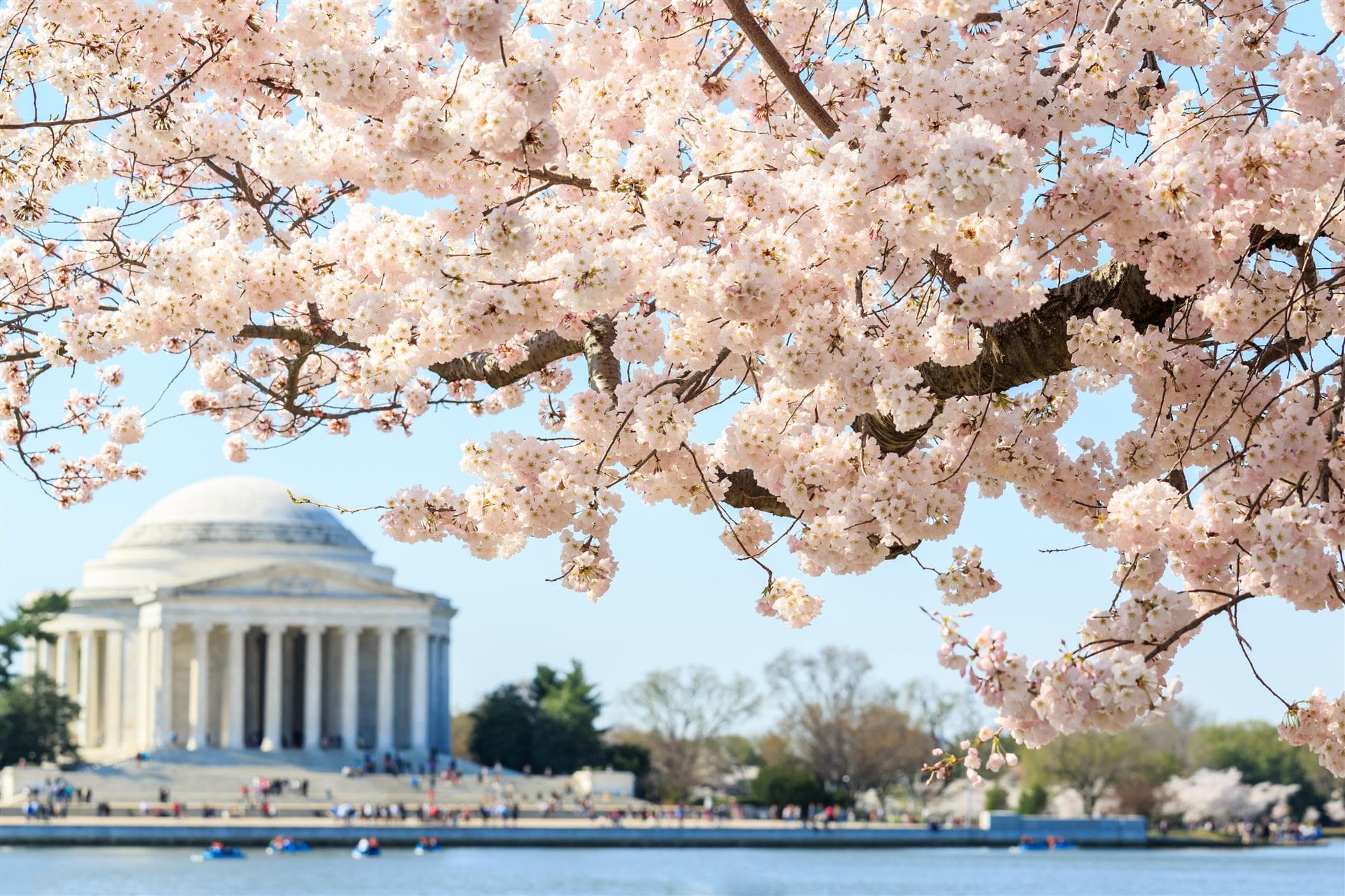 DC Cherry Blossom